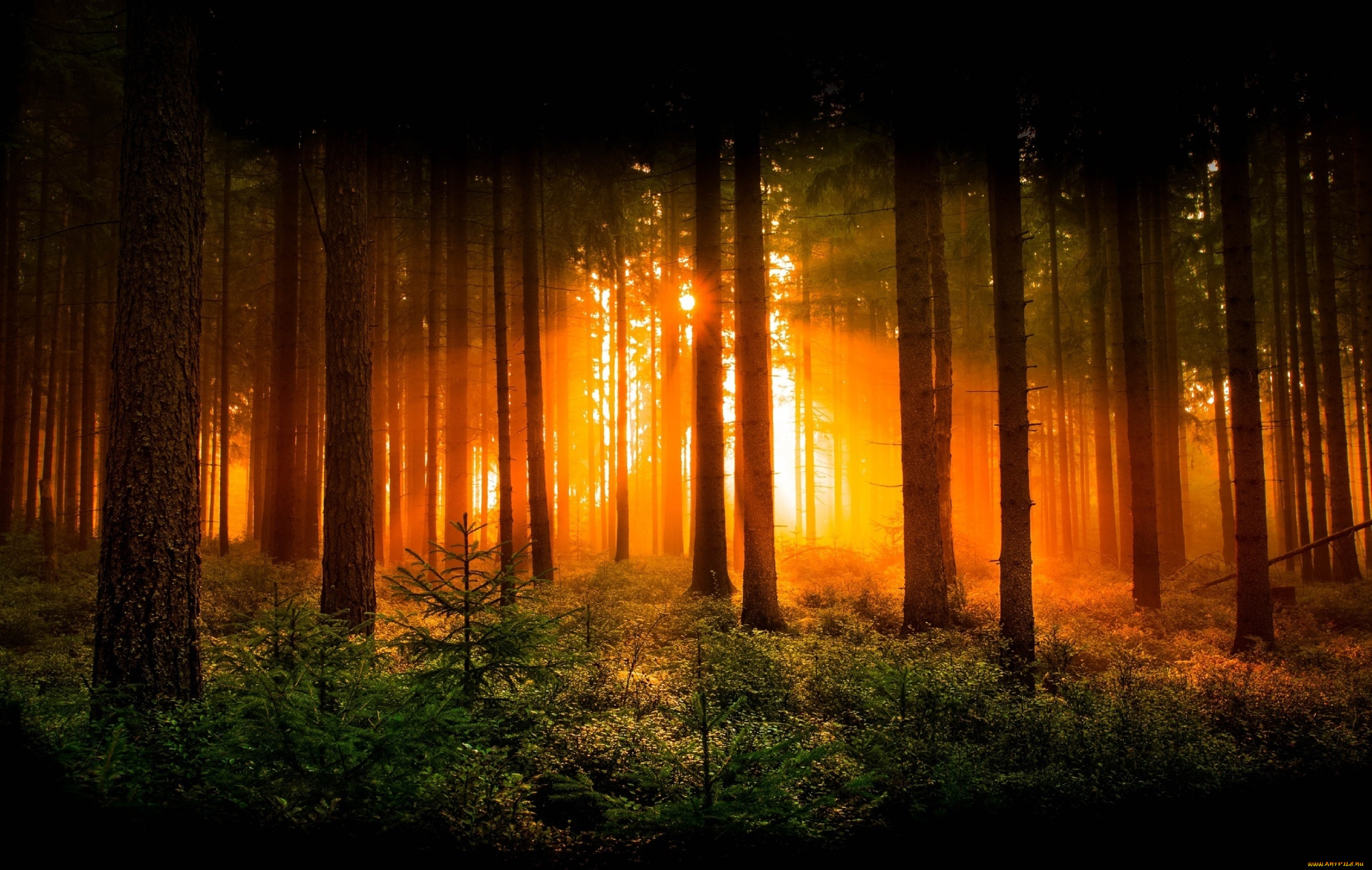 Солнце над лесом. Закат в лесу. Ле рассвет. Вечерний лес. Рассвет в лесу.